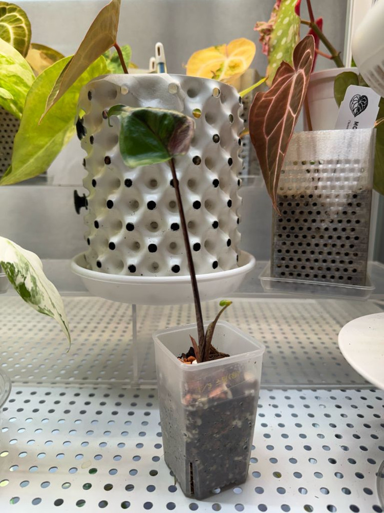 무천이 알로카시아 스팅레이 대왕자구묘--3