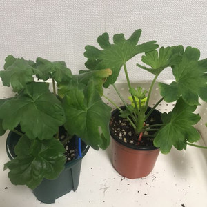 제라늄 IV노스텔지어, Yuz베르단디