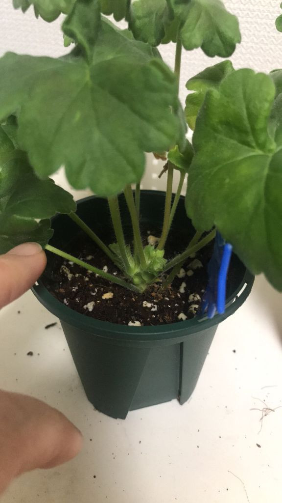 제라늄 IV노스텔지어, Yuz베르단디--1