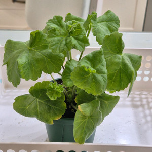 심아몬드꽃잎 제라늄