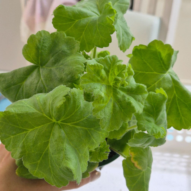 심아몬드꽃잎 제라늄--1