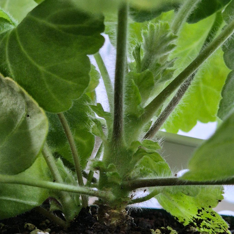 심아몬드꽃잎 제라늄--2