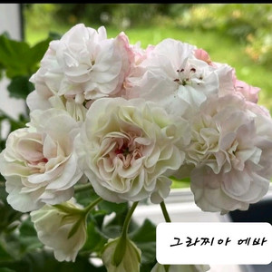 그라찌아 에바 제라늄