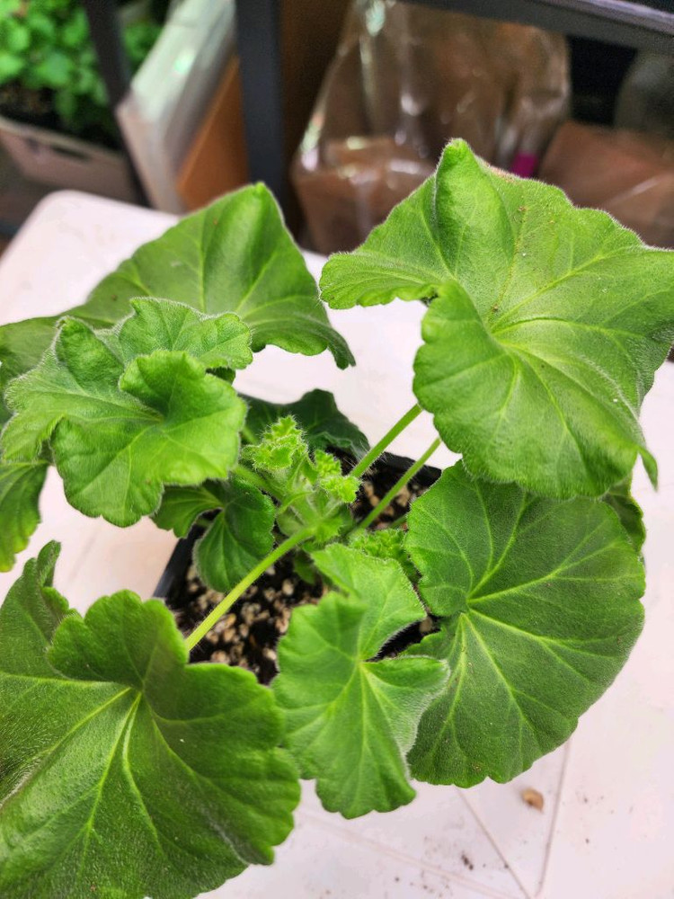 그라찌아 에바 제라늄--1