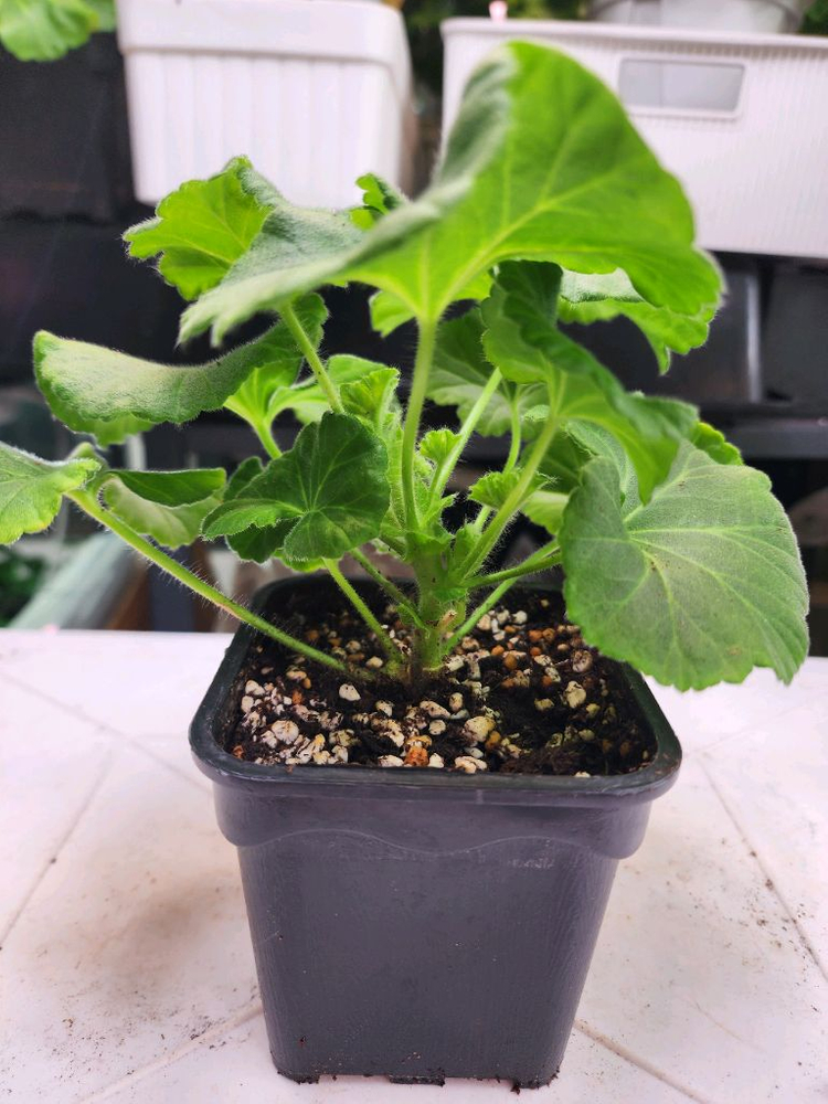 그라찌아 에바 제라늄--2