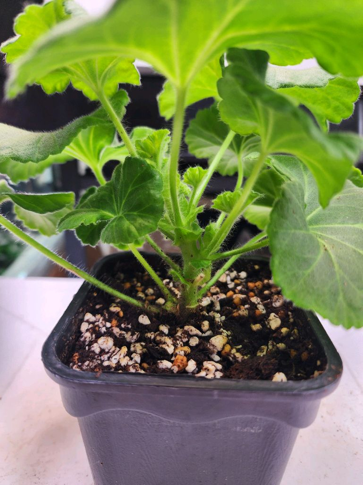 그라찌아 에바 제라늄--3