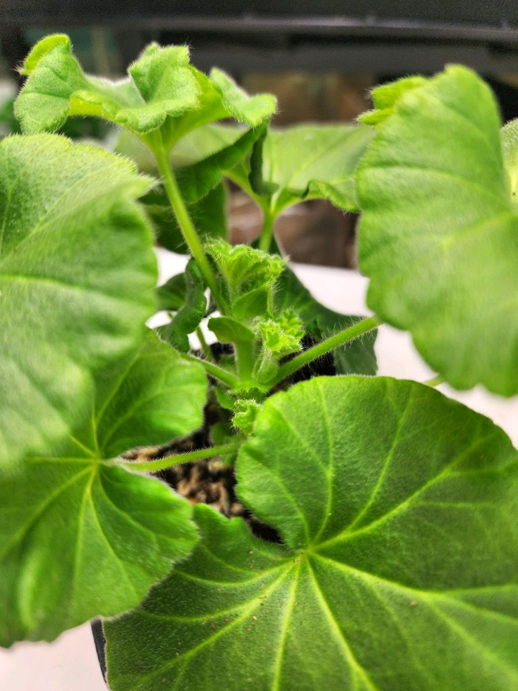 그라찌아 에바 제라늄--4