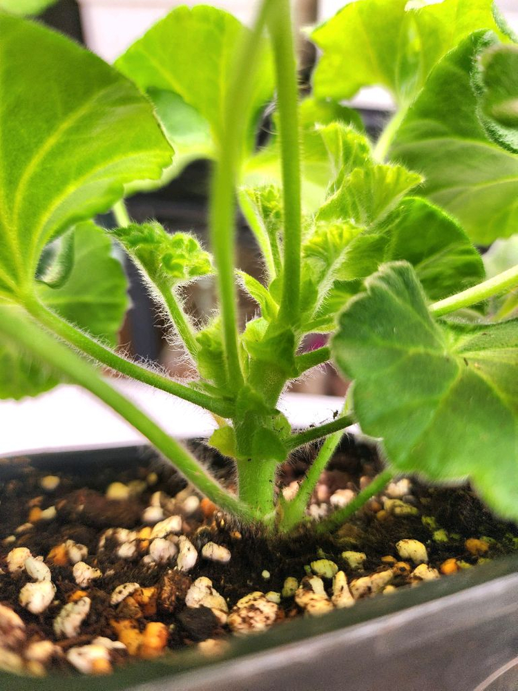 그라찌아 에바 제라늄--5