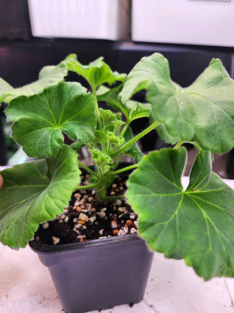 그라찌아 에바 제라늄--6