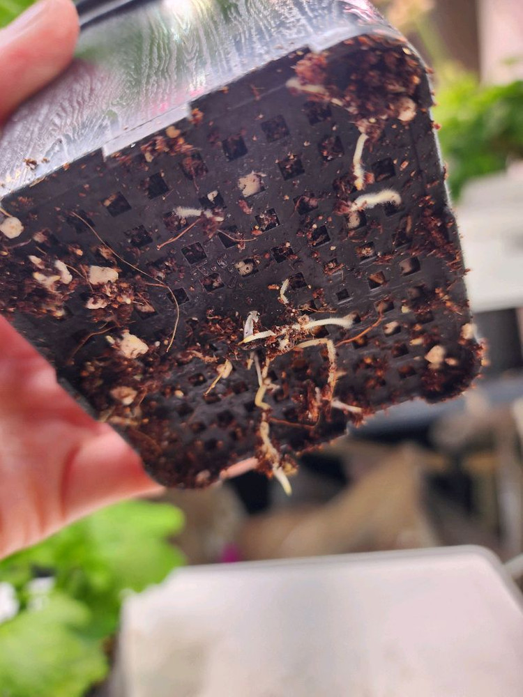 그라찌아 에바 제라늄--7