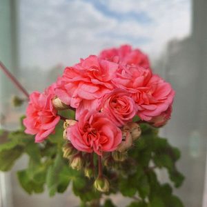 제라늄 가을의키스