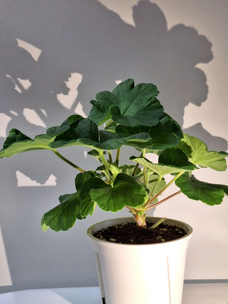 제라늄 가을의키스--1