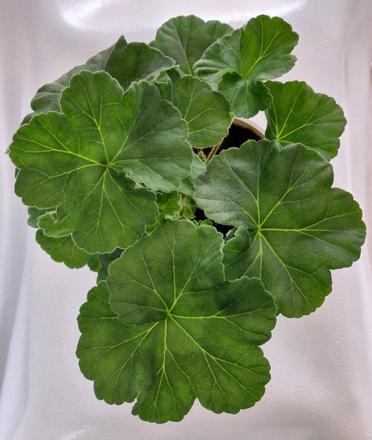 제라늄 가을의키스--2