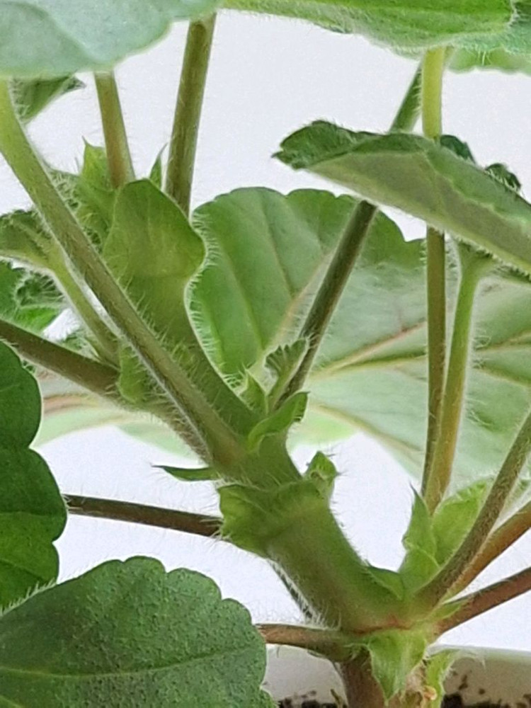 제라늄 가을의키스--3