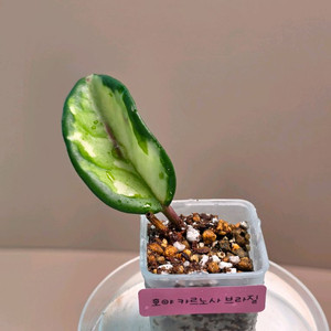 호야 카르노사 브라질