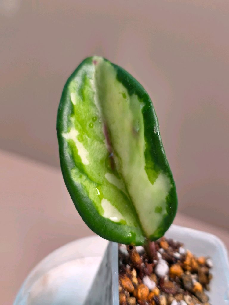 호야 카르노사 브라질--1