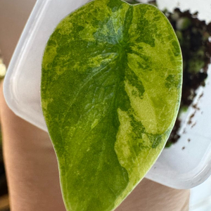 멜로 옐로우 바리에가타 자구묘