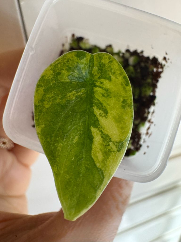 멜로 옐로우 바리에가타 자구묘--2