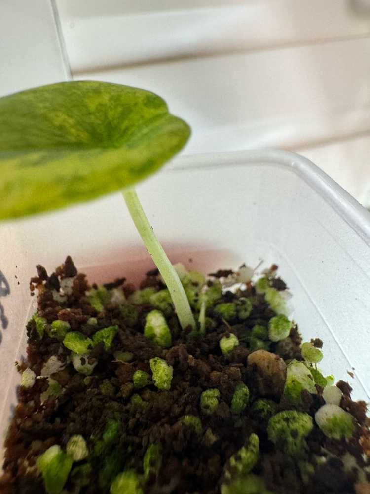 멜로 옐로우 바리에가타 자구묘--3