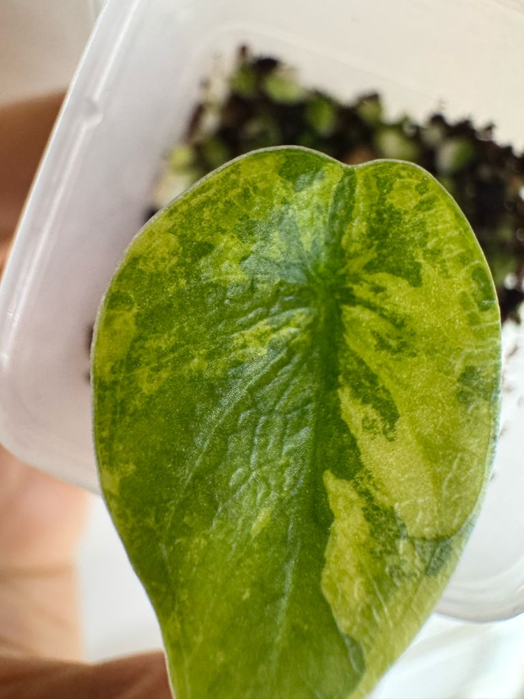 멜로 옐로우 바리에가타 자구묘--4