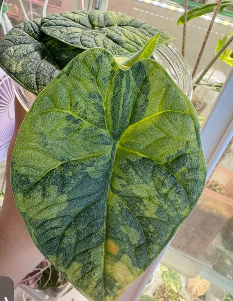 멜로 옐로우 바리에가타 자구묘--5