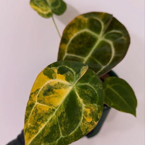 안스리움 레드크리스탈리넘 하이브리드 바리에가타