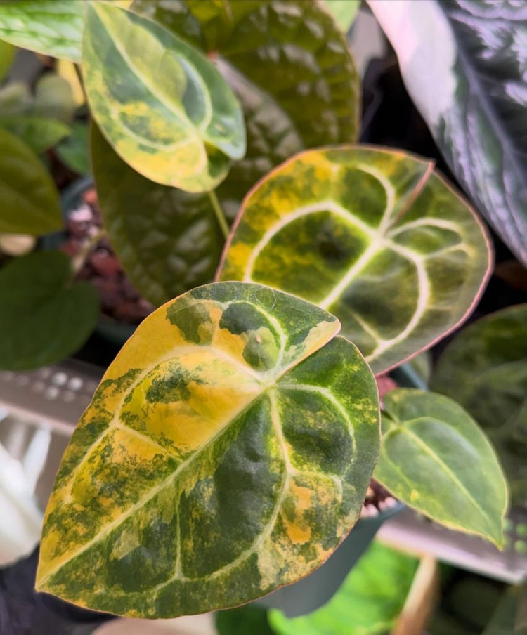 안스리움 레드크리스탈리넘 하이브리드 바리에가타--1