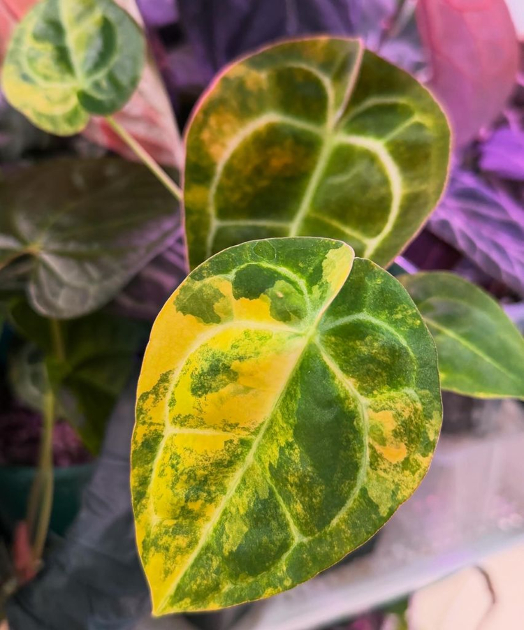 안스리움 레드크리스탈리넘 하이브리드 바리에가타--2