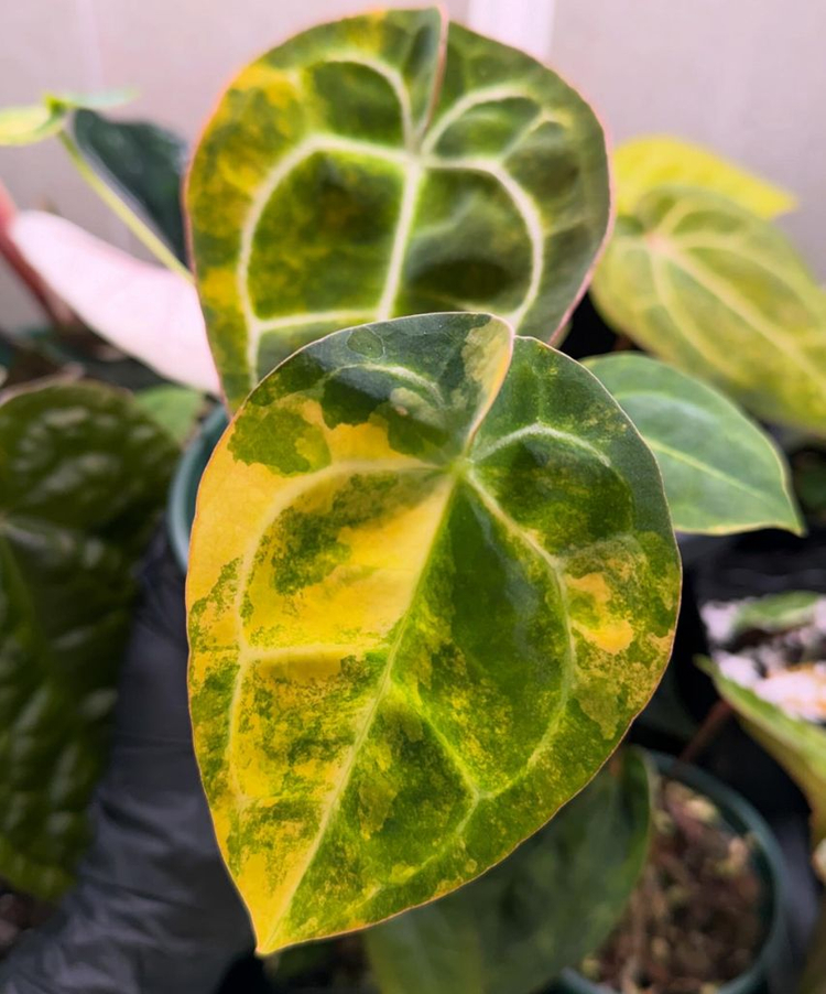 안스리움 레드크리스탈리넘 하이브리드 바리에가타--3