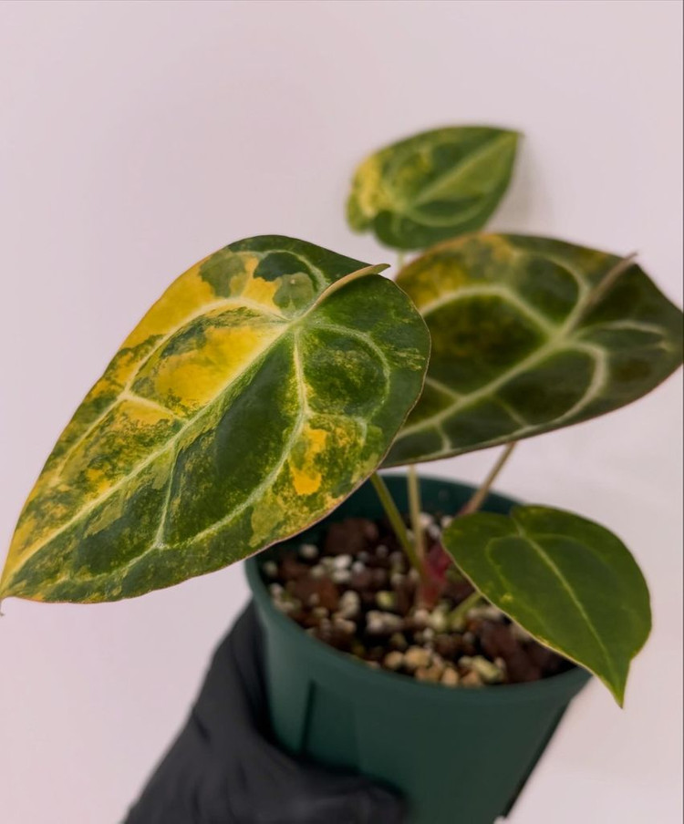 안스리움 레드크리스탈리넘 하이브리드 바리에가타--5