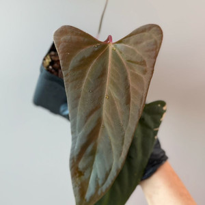 안스리움 (rl x fs) X 미스터월드와이드