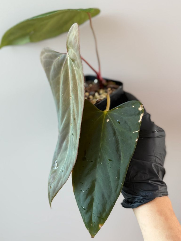 안스리움 (rl x fs) X 미스터월드와이드--1