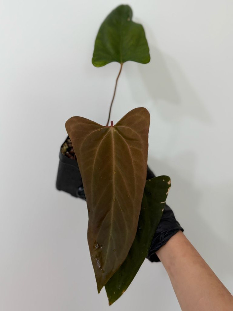 안스리움 (rl x fs) X 미스터월드와이드--3