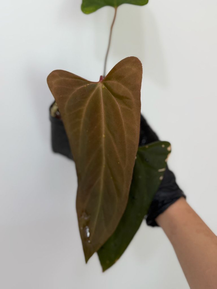 안스리움 (rl x fs) X 미스터월드와이드--4