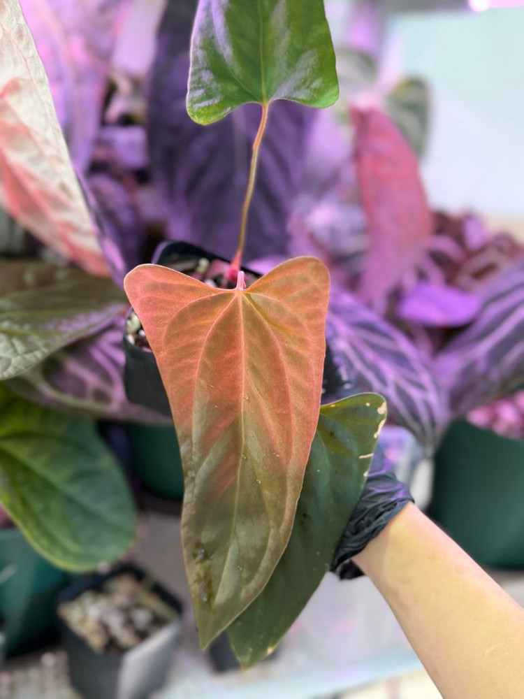 안스리움 (rl x fs) X 미스터월드와이드--5