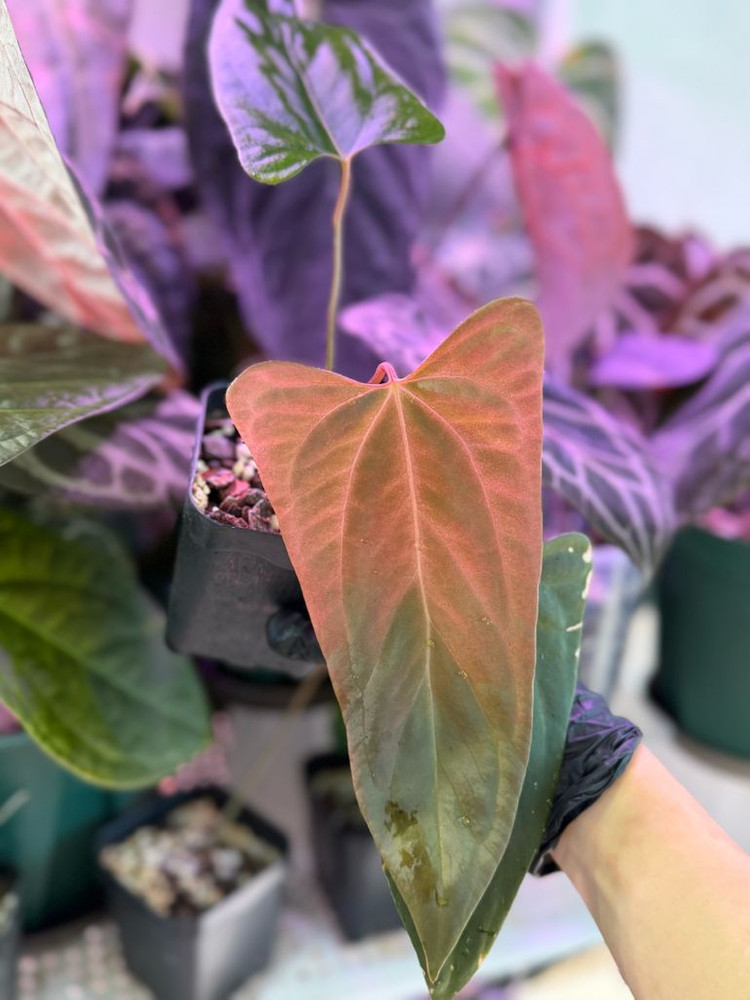 안스리움 (rl x fs) X 미스터월드와이드--7