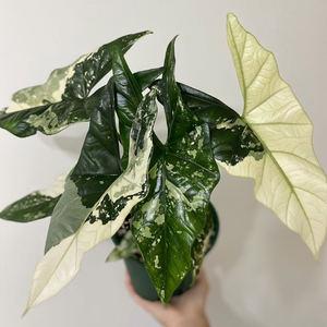 알로카시아 심포 바리에가타