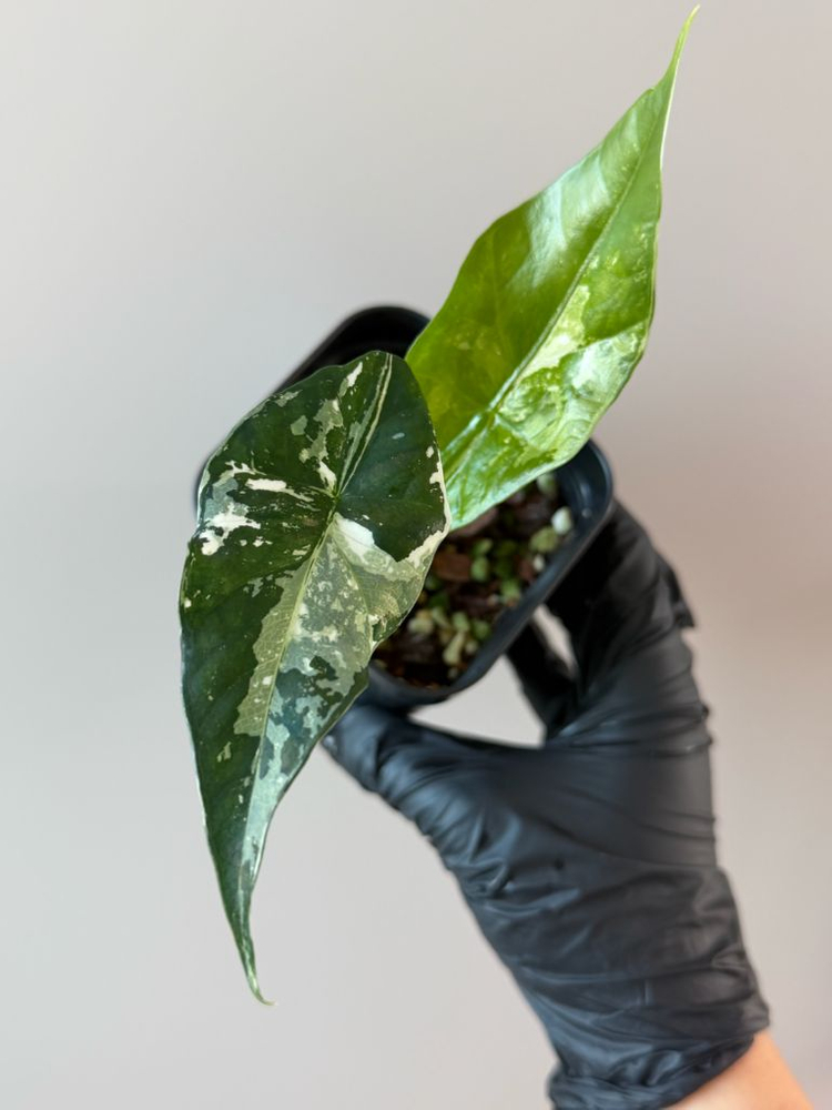 알로카시아 심포 바리에가타--1