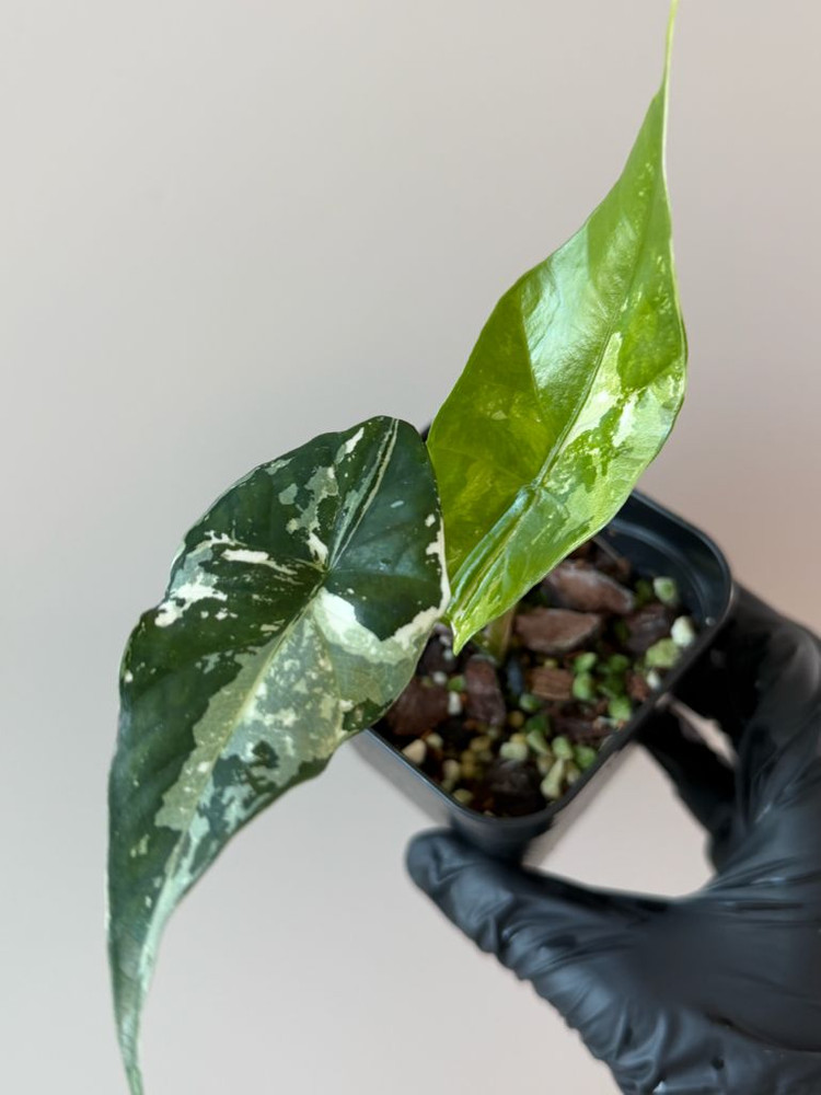 알로카시아 심포 바리에가타--2