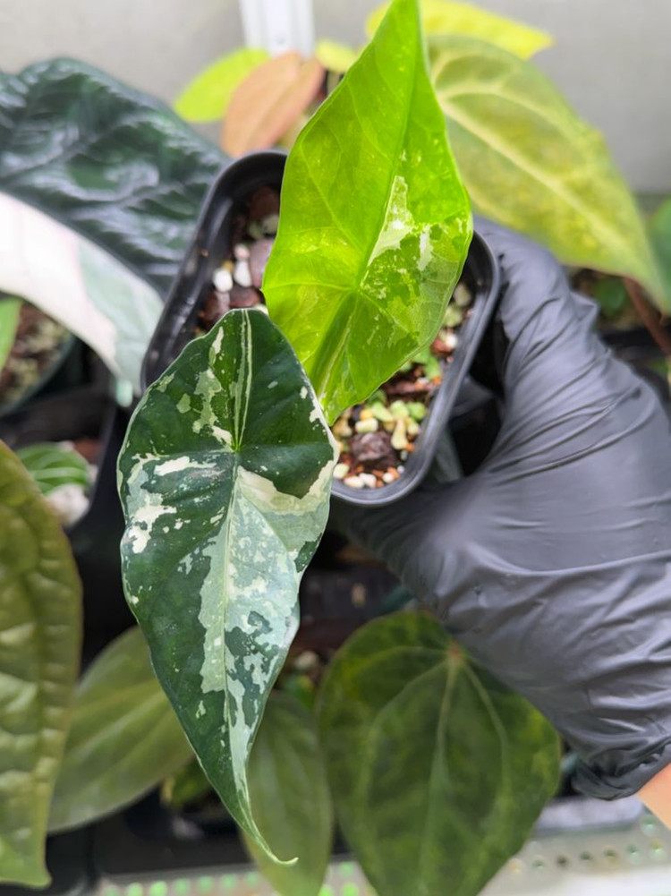 알로카시아 심포 바리에가타--3