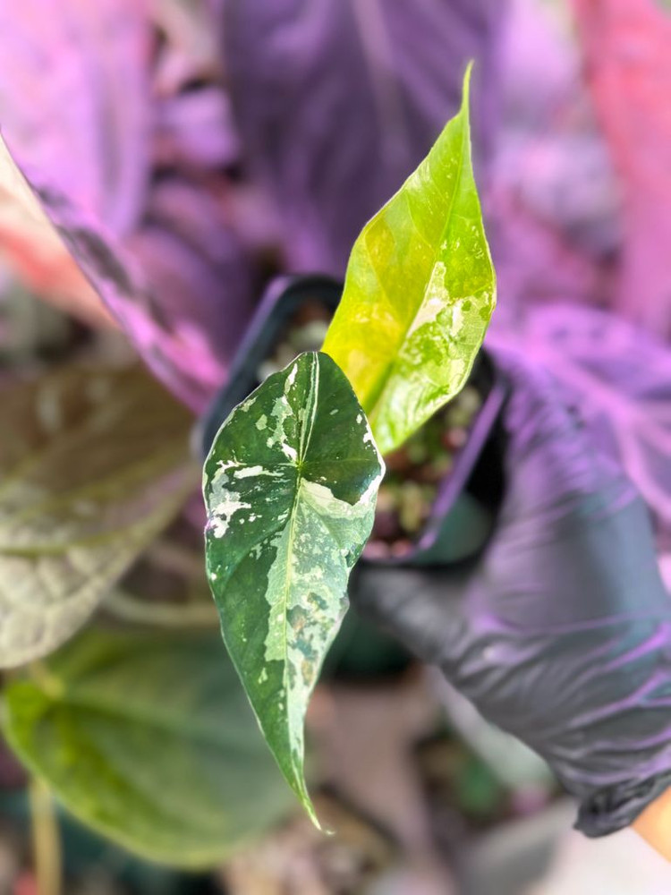 알로카시아 심포 바리에가타--4