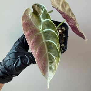 알로카시아 왓소니아 글로시 바리에가타