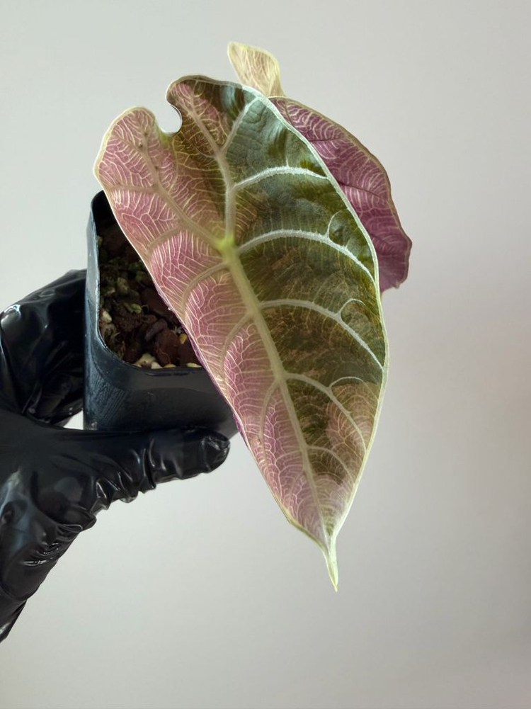알로카시아 왓소니아 글로시 바리에가타--2