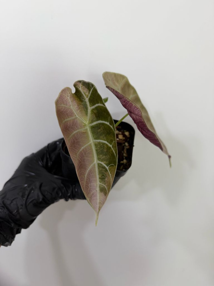 알로카시아 왓소니아 글로시 바리에가타--3