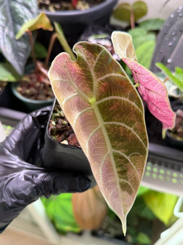 알로카시아 왓소니아 글로시 바리에가타--4