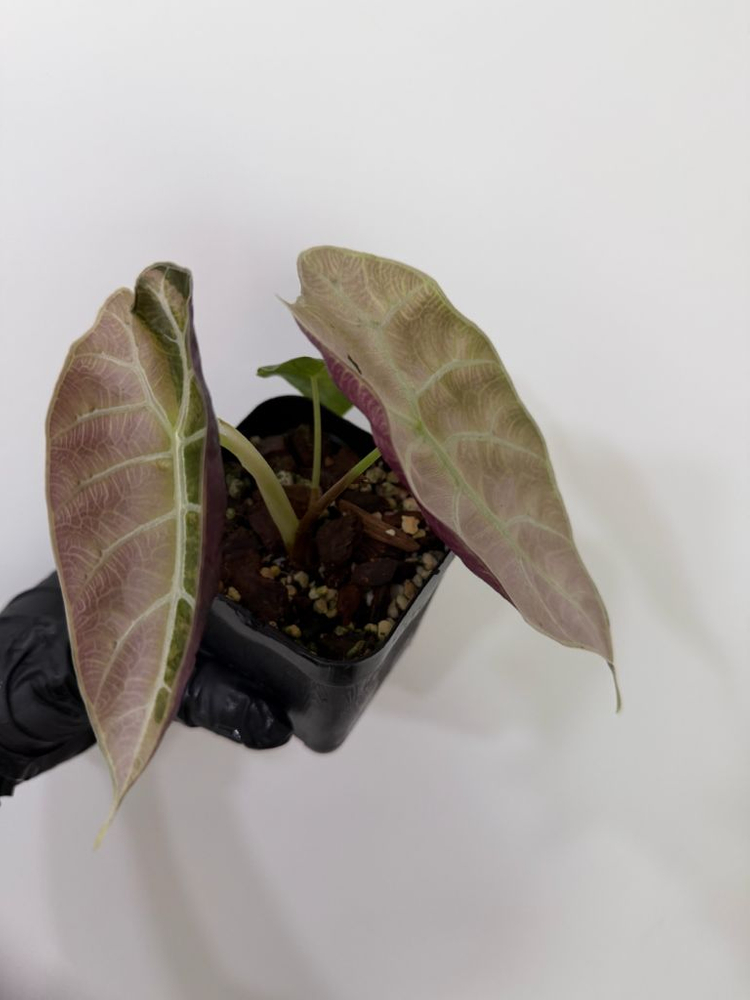 알로카시아 왓소니아 글로시 바리에가타--6