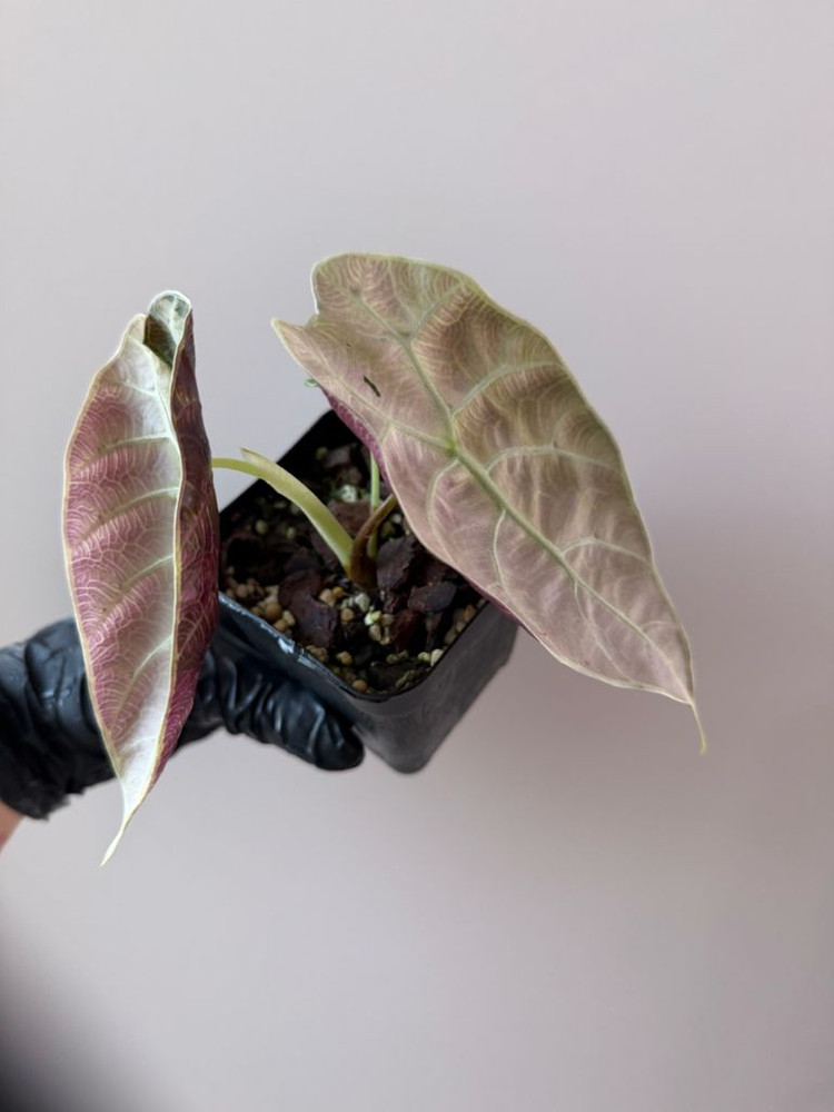 알로카시아 왓소니아 글로시 바리에가타--7