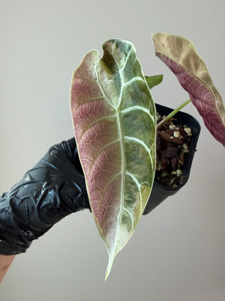 알로카시아 왓소니아 글로시 바리에가타--8