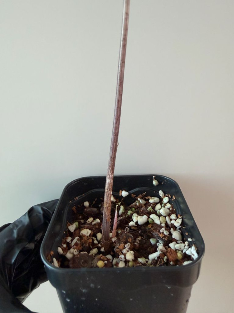 알로카시아 노빌리스 화이트 바리에가타--4