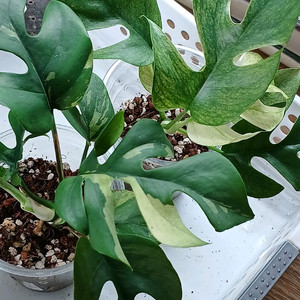 화이트히메몬스테라,풀민트히메몬스테라